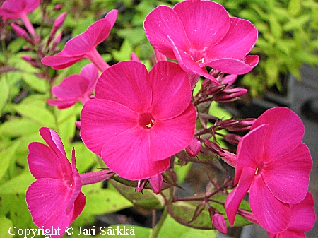 Phlox paniculata 'Terolan Punainen', syysleimu